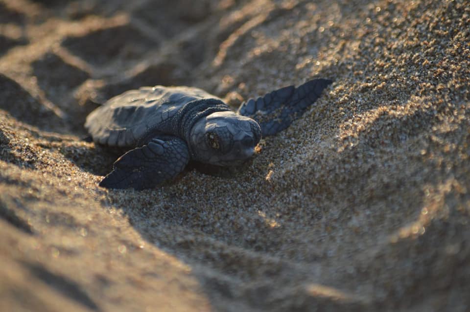 WiseOceans Careers Marine Expeditions - GVI Sea Turtle Conservation