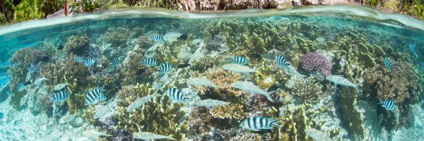 Coral Reef Lagoon, Bora Bora French Polynesia