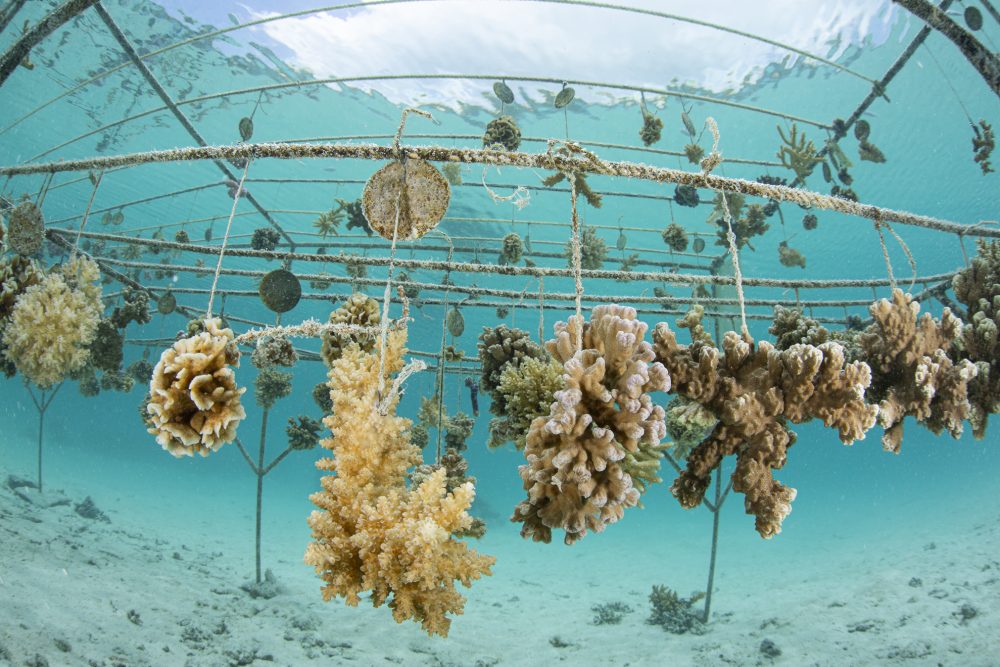 coral nursery