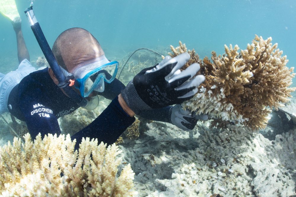 Individual carrying out coral restoration underwater