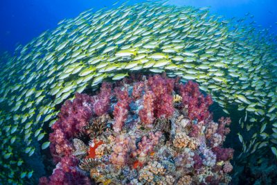Underwater Fish Spiral - Joe Daniels Underwater Photography