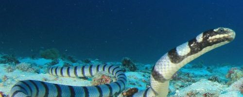 Banded sea krait