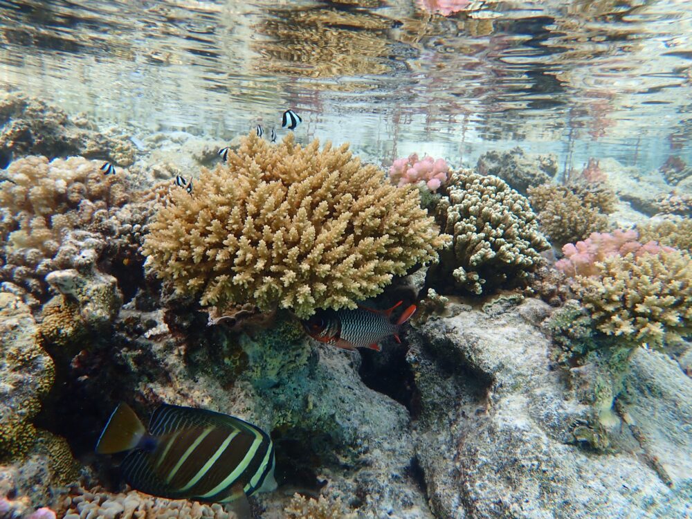 Coral Lagoon featuring Tang and Damsels, Bora Bora, French Polynesia