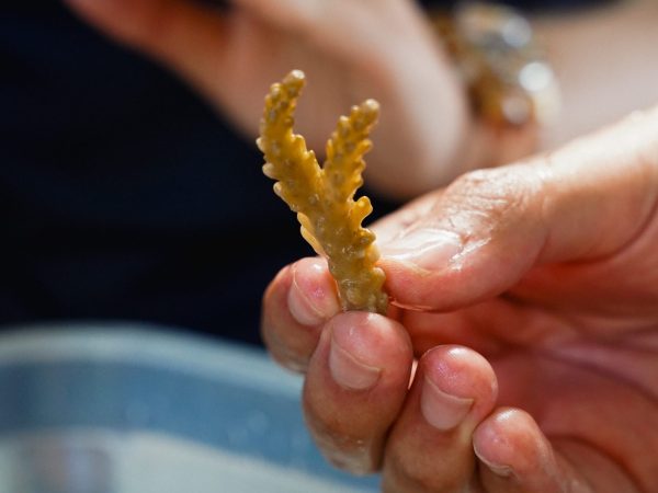 Person holding coral fragment