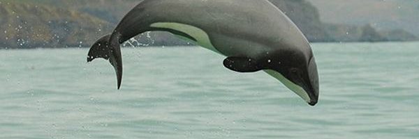 Maui Dolphin