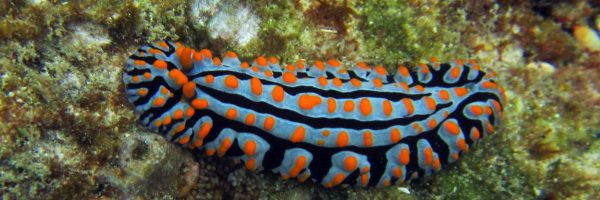 Creature Feature Friday - Nudibranch