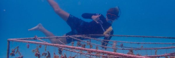 Cyril Soulet working in the coral nursery