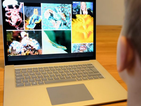 Child undertaking virtual marine education session on a laptop