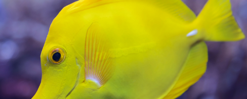 Yellow Tang