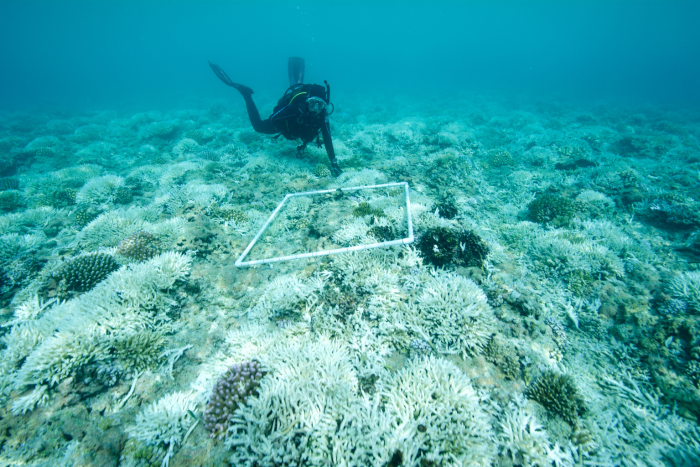 Marine biologist undertaking underwater survey