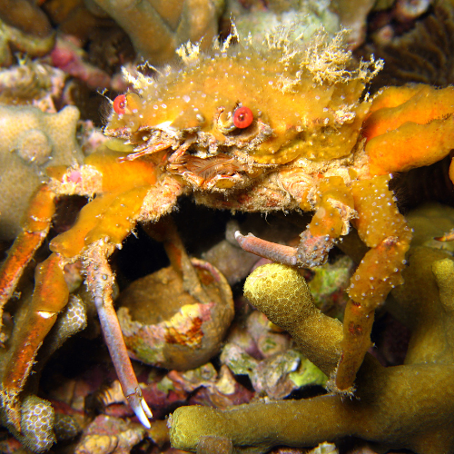 Decorator crab cover in seaweed