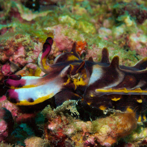 Flamboyant cuttlefish on coral