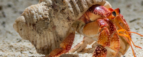 Hermit crab