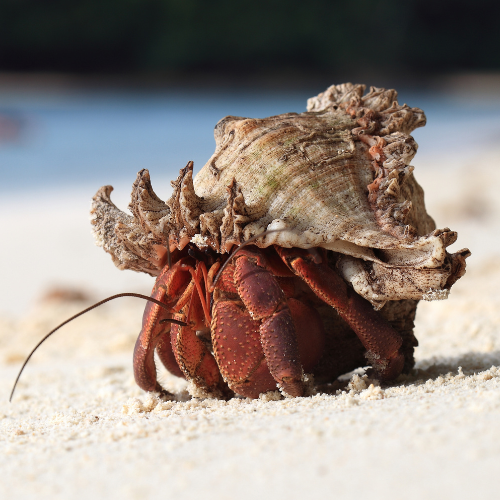 Hermit crab