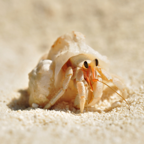 Small hermit crab