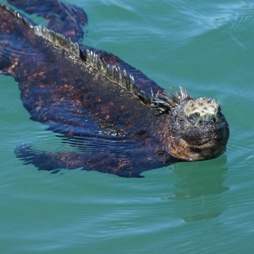 Marine Iguana swimming