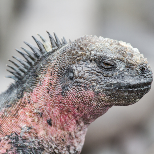 Marine Iguana with red colouration