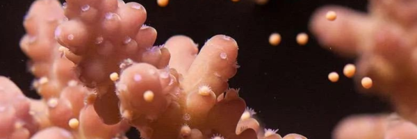 Acropora spawning close up