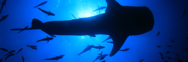 Whale Shark Silhouette underwater