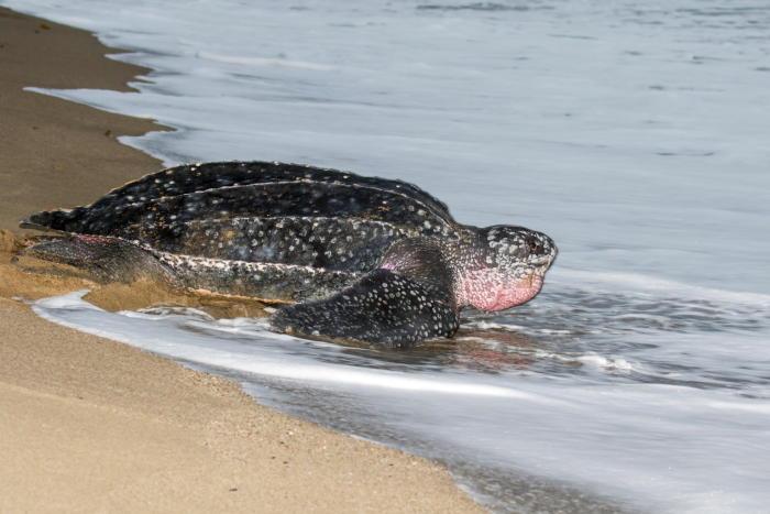 Leatherback turtle