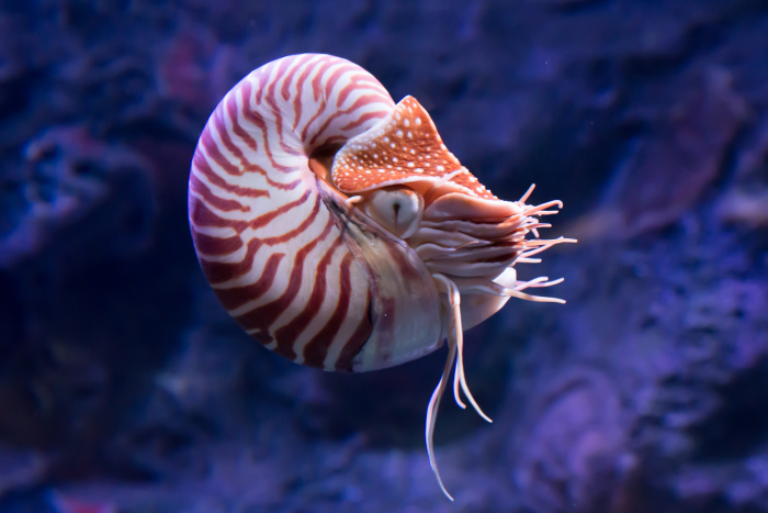Nautilus