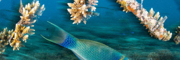 Underwater shot of a parrotfish near a coral nursery arch