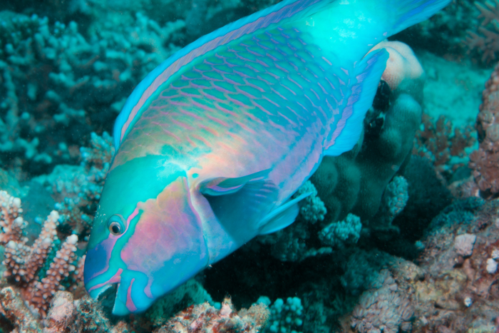 Parrotfish