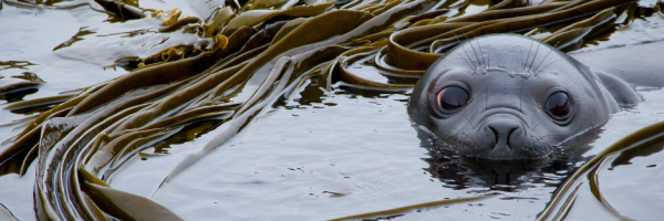 Macquarie Island - Seal