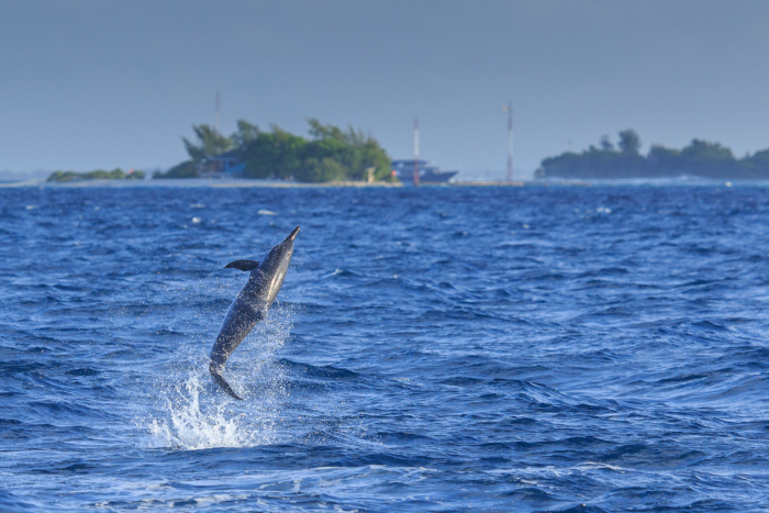 Spinner dolphin