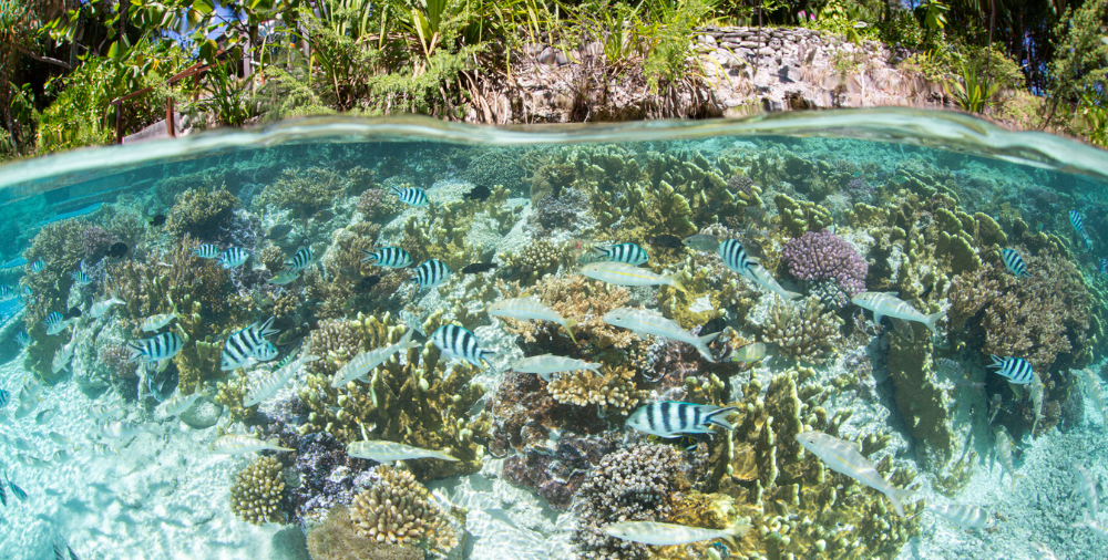Underwater lagoon with coral and fish in Bora Bora