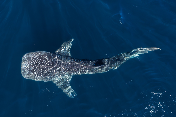 Whale shark